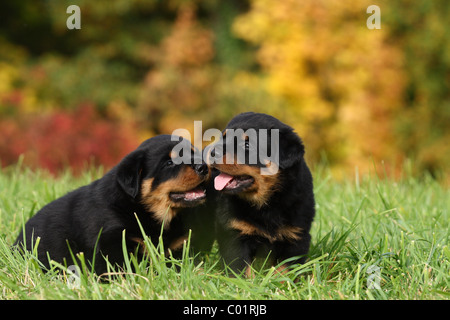 Chiot Rottweiler Banque D'Images