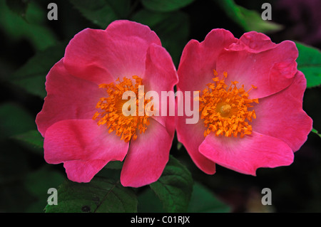 Pilier américain rose (Rosa), deux fleurs Banque D'Images