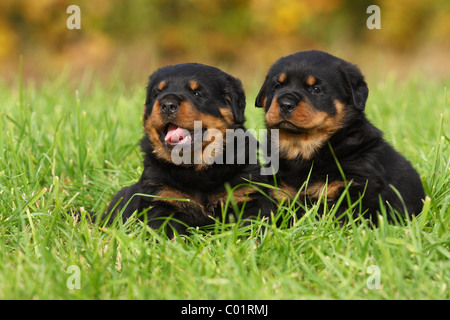 Chiot Rottweiler Banque D'Images