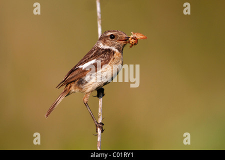 African Stonechat (Saxicola torquata), femme assise sur une brindille dans son bec papillon avec Banque D'Images