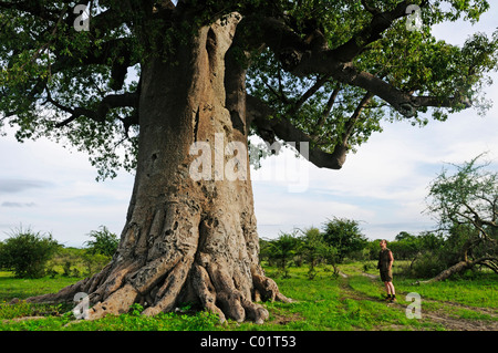 Homme randonnée à côté d'un African Baobab (Adansonia digitata), domaine de la Makgadikgadi Salt Pans, Botswana, Africa Banque D'Images