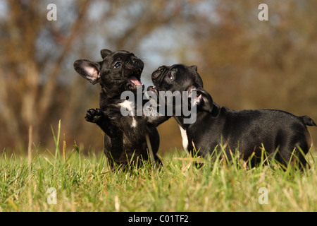 Chiot bouledogue français Banque D'Images