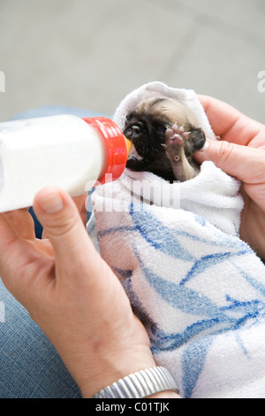 A deux semaines chiot pug étant nourri au biberon Banque D'Images