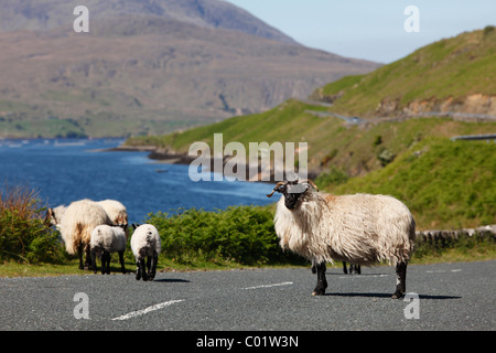 Moutons sur une route de campagne, du port de Killary, Comté de Mayo, Connacht province, République d'Irlande, Europe Banque D'Images