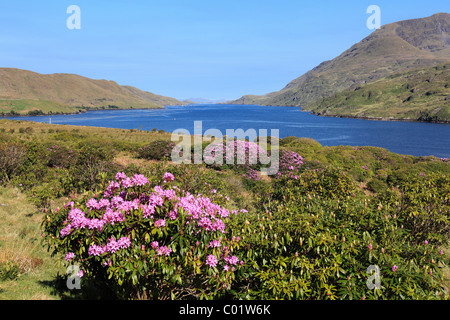 Port de Killary avec arbustes rhododendron, Connemara, comté de Galway, en République d'Irlande, Europe Banque D'Images