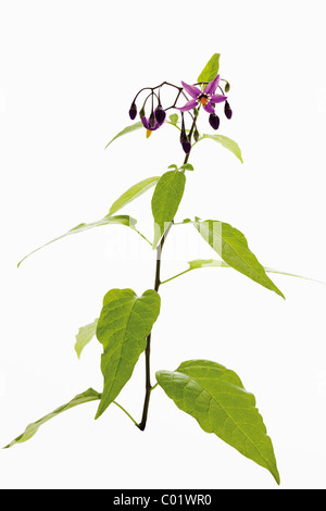 La morelle douce-amère (Solanum dulcamara) Banque D'Images