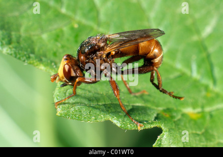 Voler à tête épaisse (Sicus ferrugineus) Banque D'Images