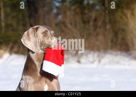 Le Braque dans la neige Banque D'Images