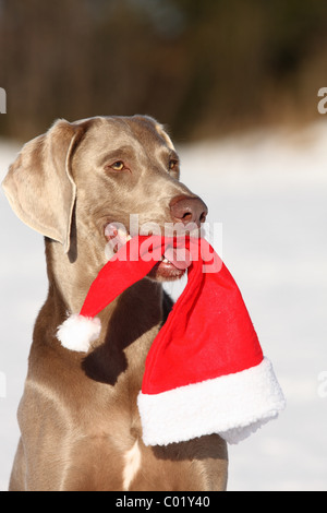 Le Braque dans la neige Banque D'Images