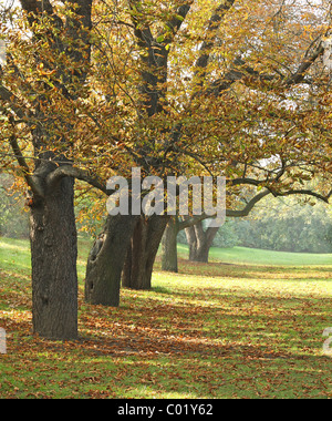 Grand vieux châtaignier en automne Banque D'Images