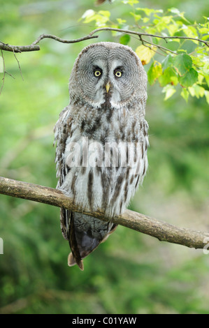 La Chouette lapone (Strix nebulosa) Banque D'Images