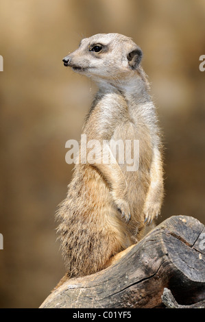 Meerkat (Suricata suricatta), regarder dehors Banque D'Images