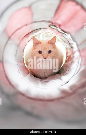 Chat blanc en face d'un tunnel Banque D'Images