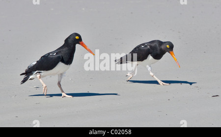 Les Huîtriers de Magellan (Haematopus leucopodus) sur la plage à l'Île Saunders, les Malouines Banque D'Images