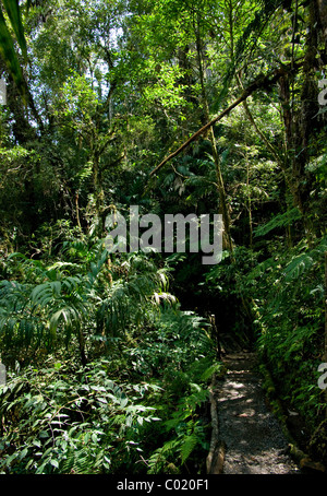 Le Guatemala. Alta Verapaz. Quetzal biotope. Banque D'Images