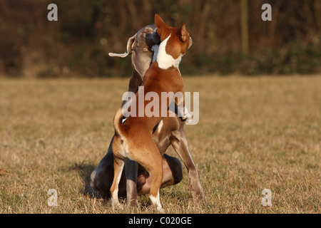 Basenji et Braque de Banque D'Images