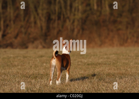 jeune Basenji Banque D'Images