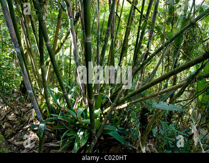 Le Guatemala. Alta Verapaz. Quetzal biotope. Banque D'Images