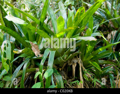 Le Guatemala. Alta Verapaz. Quetzal biotope. Banque D'Images