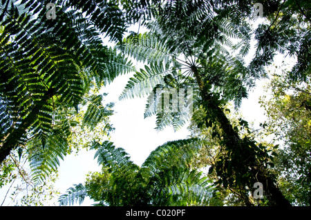 Le Guatemala. Alta Verapaz. Quetzal biotope. Banque D'Images