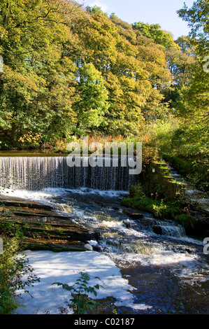 Birkacre Weir, sur la rivière Yarrow, dans la vallée de millefeuille Country Park, Lancashire Banque D'Images