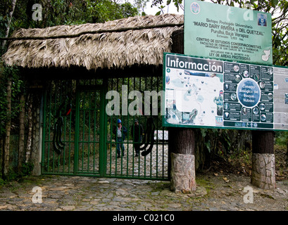 Le Guatemala. Alta Verapaz. Biotope Quetzal Banque D'Images