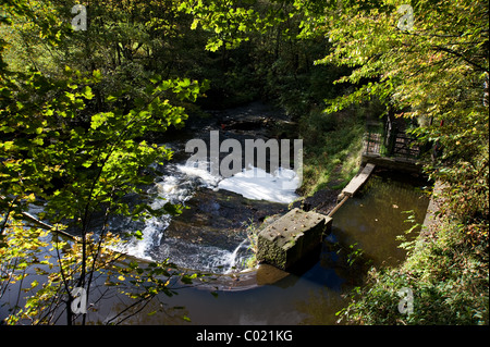 Birkacre Weir, sur la rivière Yarrow, dans la vallée de millefeuille Country Park, Lancashire Banque D'Images