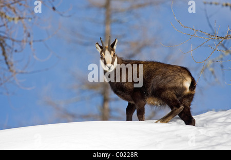 Chamois dans la neige poudreuse Banque D'Images