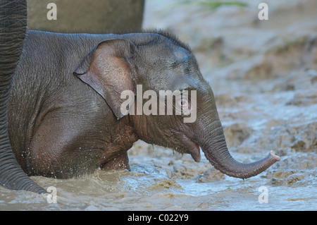 Bébé éléphant d'Asie (Elephas maximus borneensis) grimper hors de la rivière Kinabatangan en forêt tropicale primaire, Sabah, Bornéo, Banque D'Images