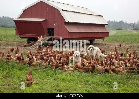 Poulets biologiques de la gamme libre, boîtier portable. Banque D'Images