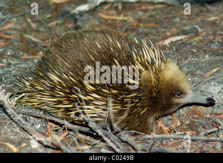 Échidné à nez court-sauvages (Tachyglossus aculeatus setosus) également connu sous le nom de l'Anteater vu près de plages, Tasmanie Banque D'Images