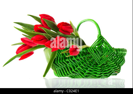 Panier Vert rempli de tulipes rouges isolated over white Banque D'Images