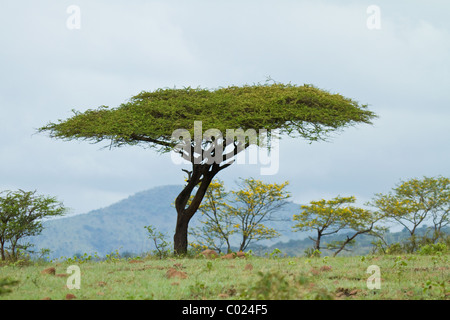 Acacia dans paysage de Hluhluwe-iMfolozi Park Banque D'Images