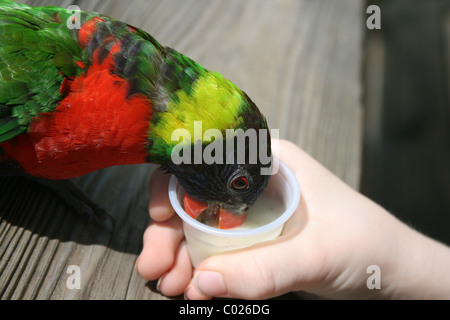 Rainbow lorikeet rss de tasse de nectar tenue par un petit enfant Banque D'Images