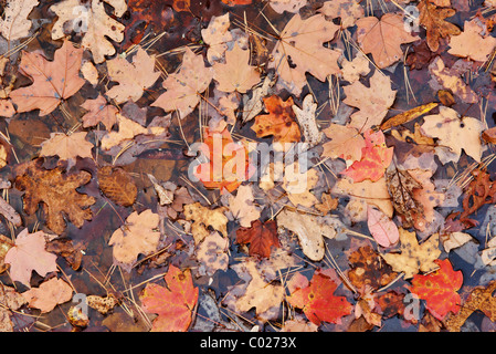 Automne rouge ou les feuilles d'automne dans le fond de l'eau Banque D'Images