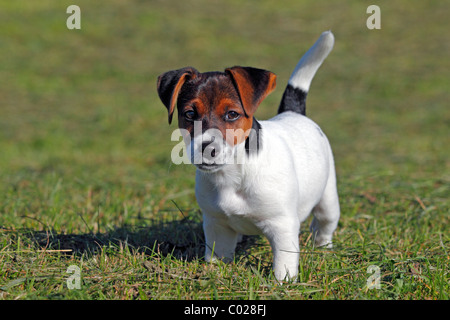 Jeune Jack Russell Terrier de chien (Canis lupus familiaris), homme, 12 semaines chiot, chien domestique Banque D'Images