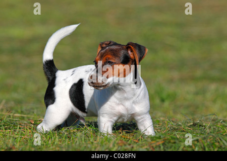 Jeune Jack Russell Terrier de chien (Canis lupus familiaris), homme, 12 semaines chiot, chien domestique Banque D'Images