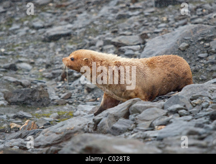 Golden-coated fourrure antarctique (Arctocephalus gazella), de galets Cove, l'île du Sud, Orcades du couronnement Banque D'Images