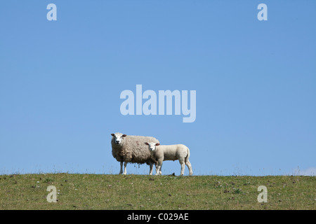 Moutons sur la digue de Nordstrand Husum, au nord de la Frise, Schleswig-Holstein, Allemagne, Europe Banque D'Images