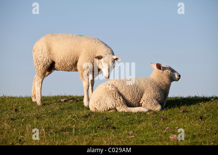 Moutons sur la digue de Nordstrand Husum, au nord de la Frise, Schleswig-Holstein, Allemagne, Europe Banque D'Images