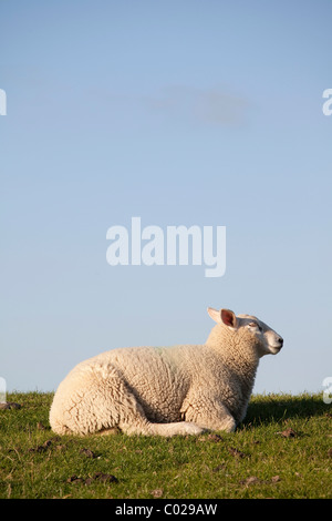 Moutons sur la digue de Nordstrand Husum, au nord de la Frise, Schleswig-Holstein, Allemagne, Europe Banque D'Images