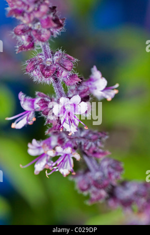 Ararat-Basil (Ocimum basilicum), fleurs violettes Banque D'Images