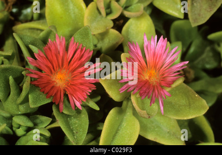 Heartleaf iceplant, sun Bébé rose rose, bourgeon (cordifolia), l'île de Chypre, la Grèce, l'Europe Banque D'Images