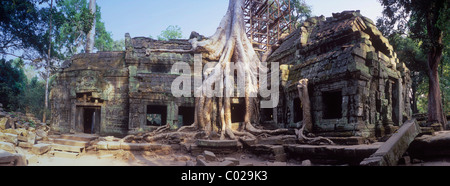 Racines de l'arbre du Temple Ta Prohm également mangeuses, temples d'Angkor, Siem Reap, Cambodge, Indochine, Asie du sud-est Banque D'Images