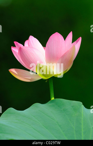 Indian Lotus, Lotus Sacré, Bean de l'Inde (Nelumbo nucifera) Banque D'Images