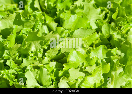 Feuilles de salade verte close-up Banque D'Images