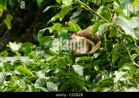 Un écureuil géant grisonnants (Ratufa macroura) Parc national de Yala au Sri Lanka Banque D'Images