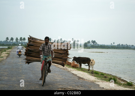 Un vendeur de bois transportant une lourde charge de bois sur son vélo, Jaffna Sri Lanka Banque D'Images