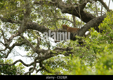 Un léopard d'Asie se reposant sur un arbre Parc national de Yala au Sri Lanka Banque D'Images