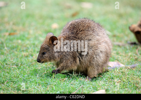 Quokka (Chrysocyon brachyurus), couple d'adultes, de l'Australie Banque D'Images